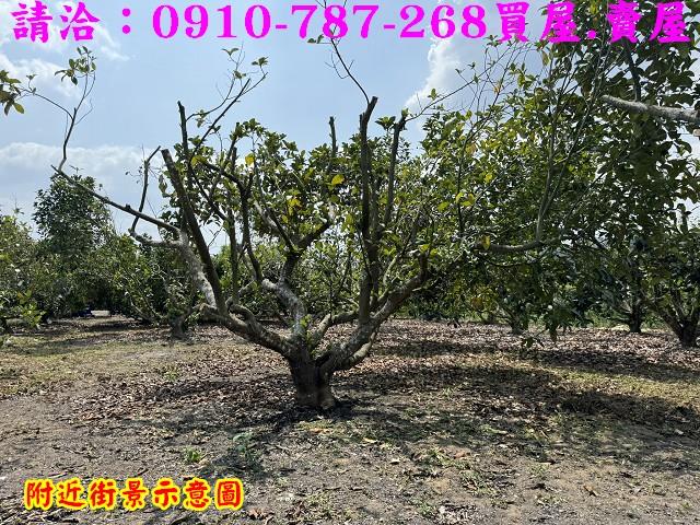 楠西農地-13