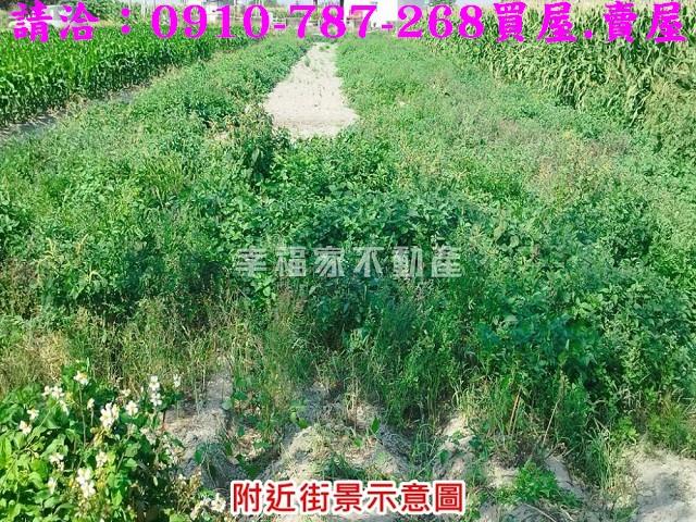 將軍農地-3