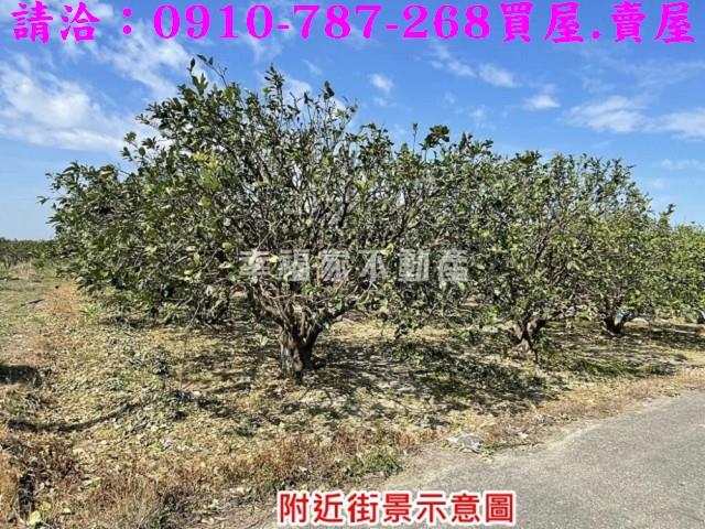 麻豆農地-4
