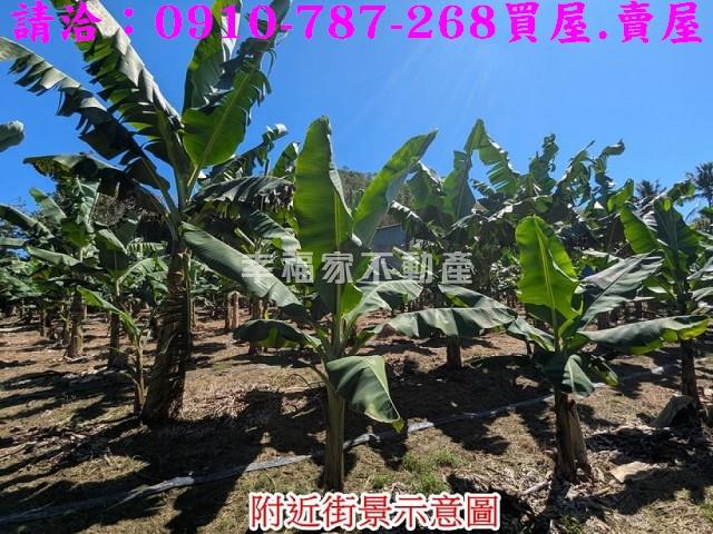 甲仙農地-5