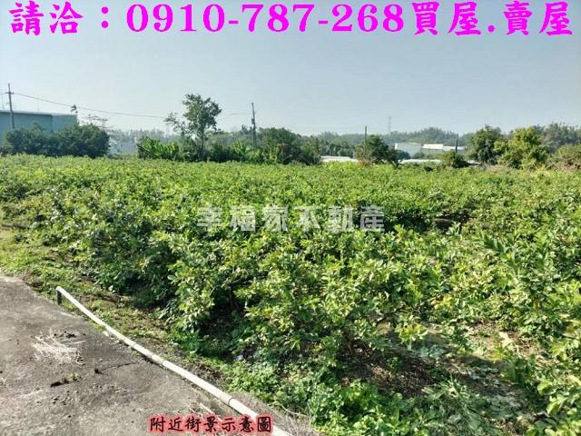 燕巢農地-3