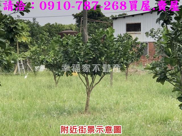 麻豆農地-8
