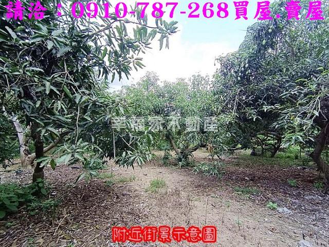 玉井農地-4