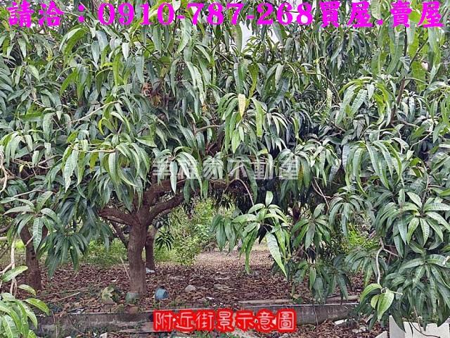 玉井農地-5