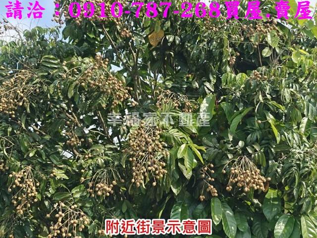 台南官田農地-8