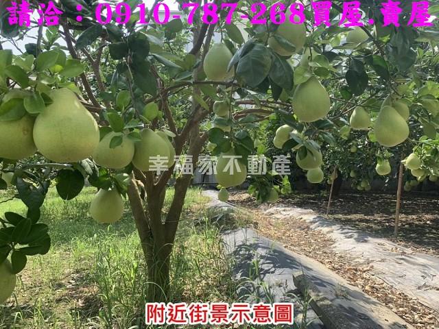 麻豆農地-7
