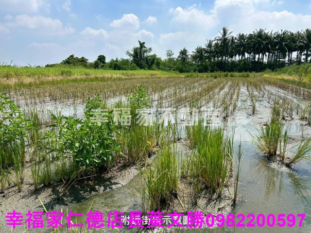 仁德農地-3