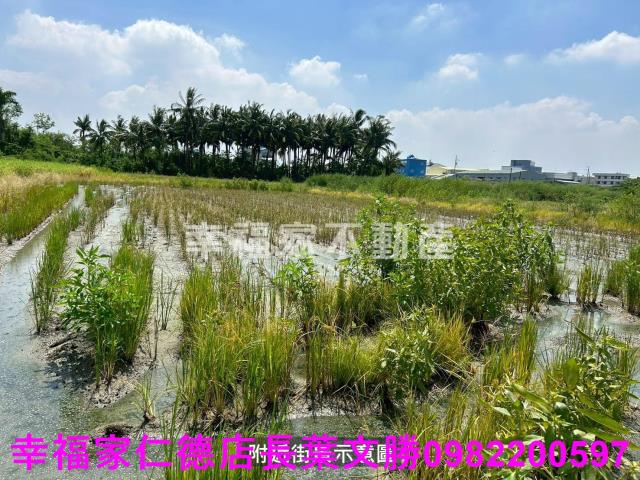 仁德農地-4