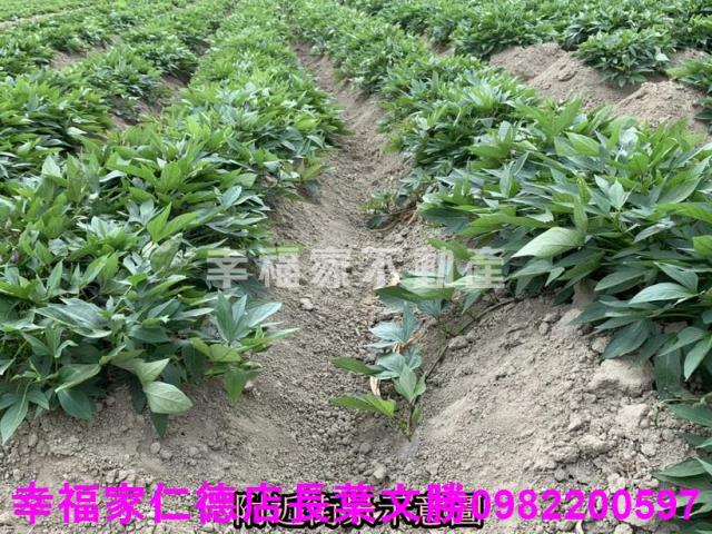 新化農地-13