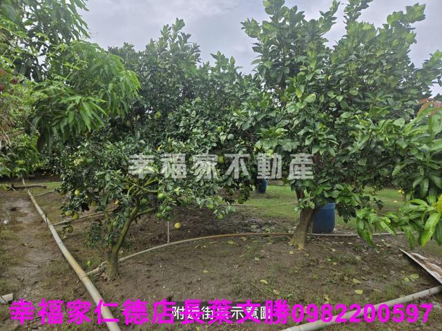 台南麻豆農地-3