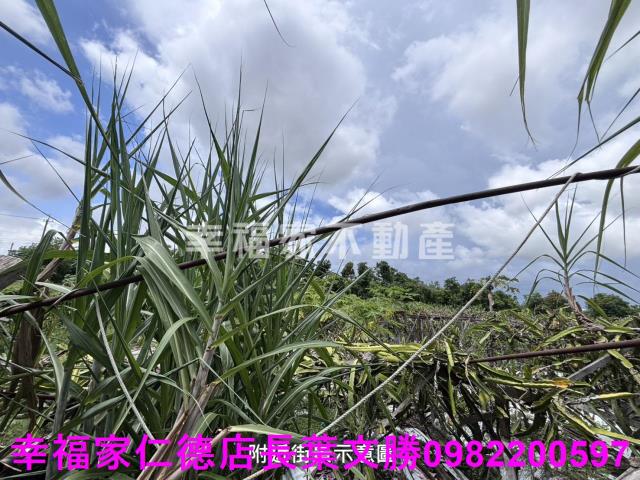 安定農地-1