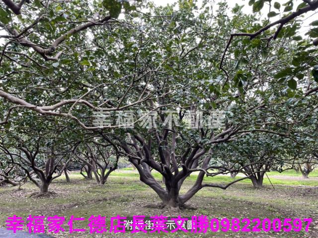 麻豆農地-9