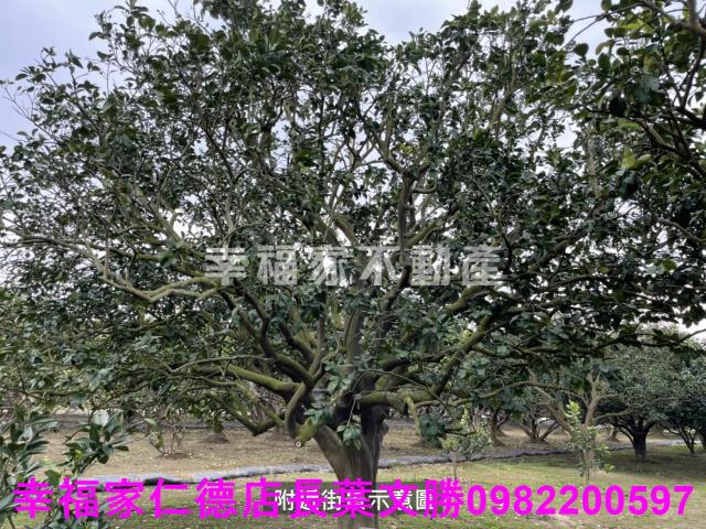 麻豆農地-8